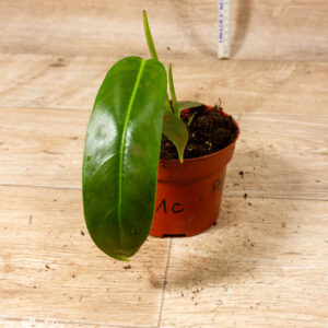 Philodendron patriciae 001C WYSIWYG