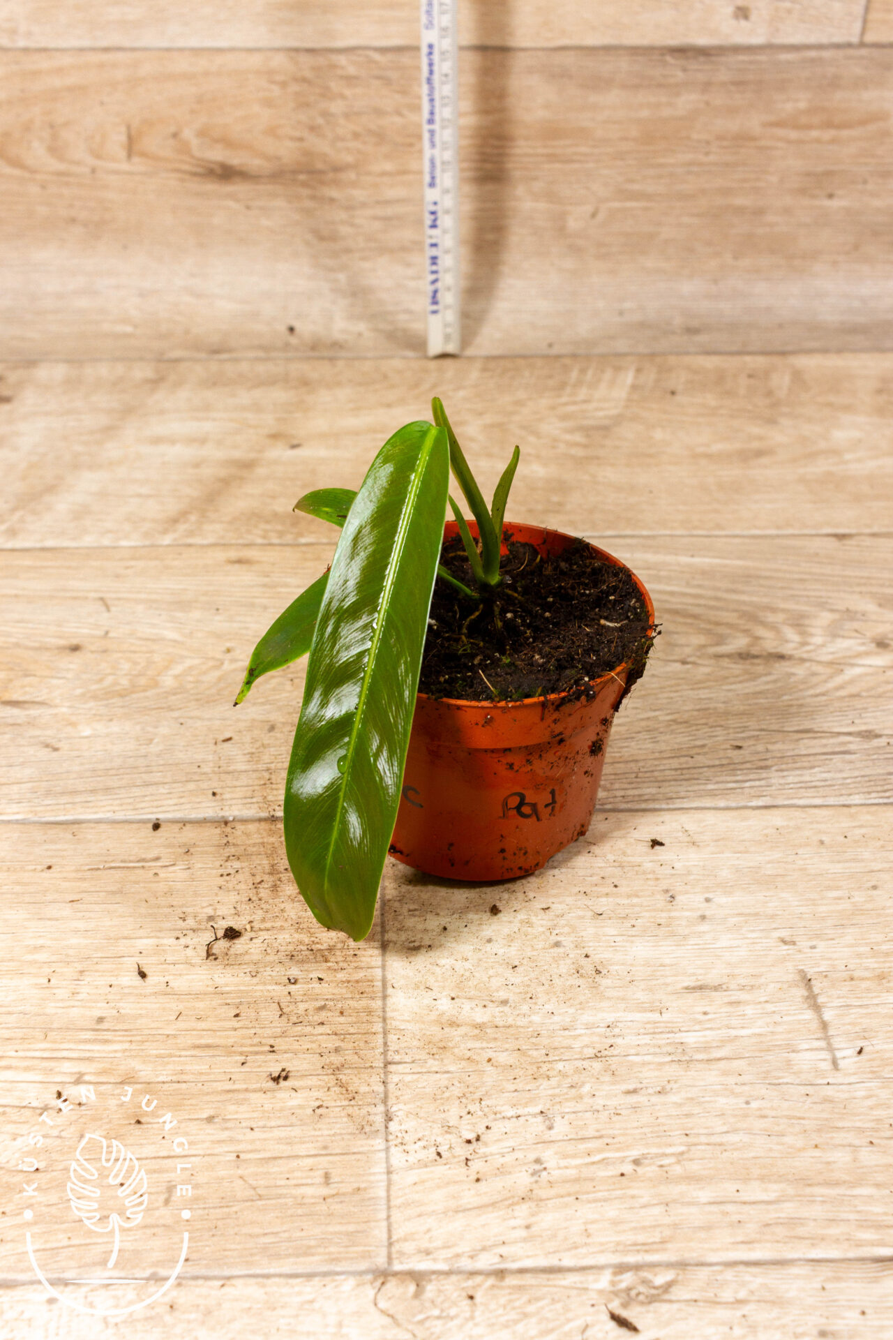 Philodendron patriciae 002C WYSIWYG – Bild 2