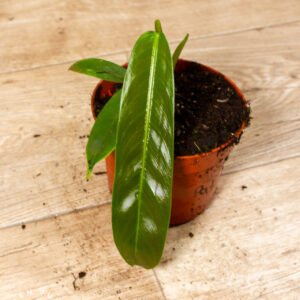 Philodendron patriciae 002C WYSIWYG