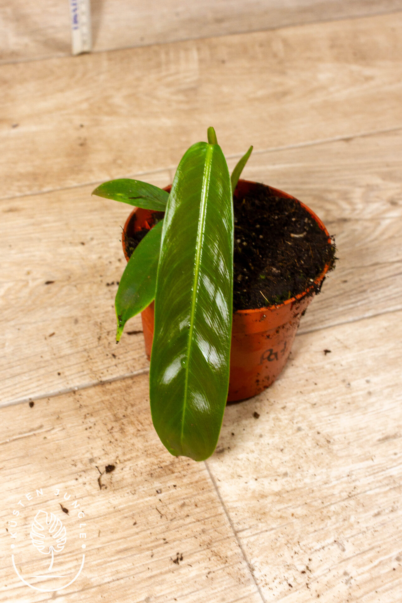 Philodendron patriciae 002C WYSIWYG