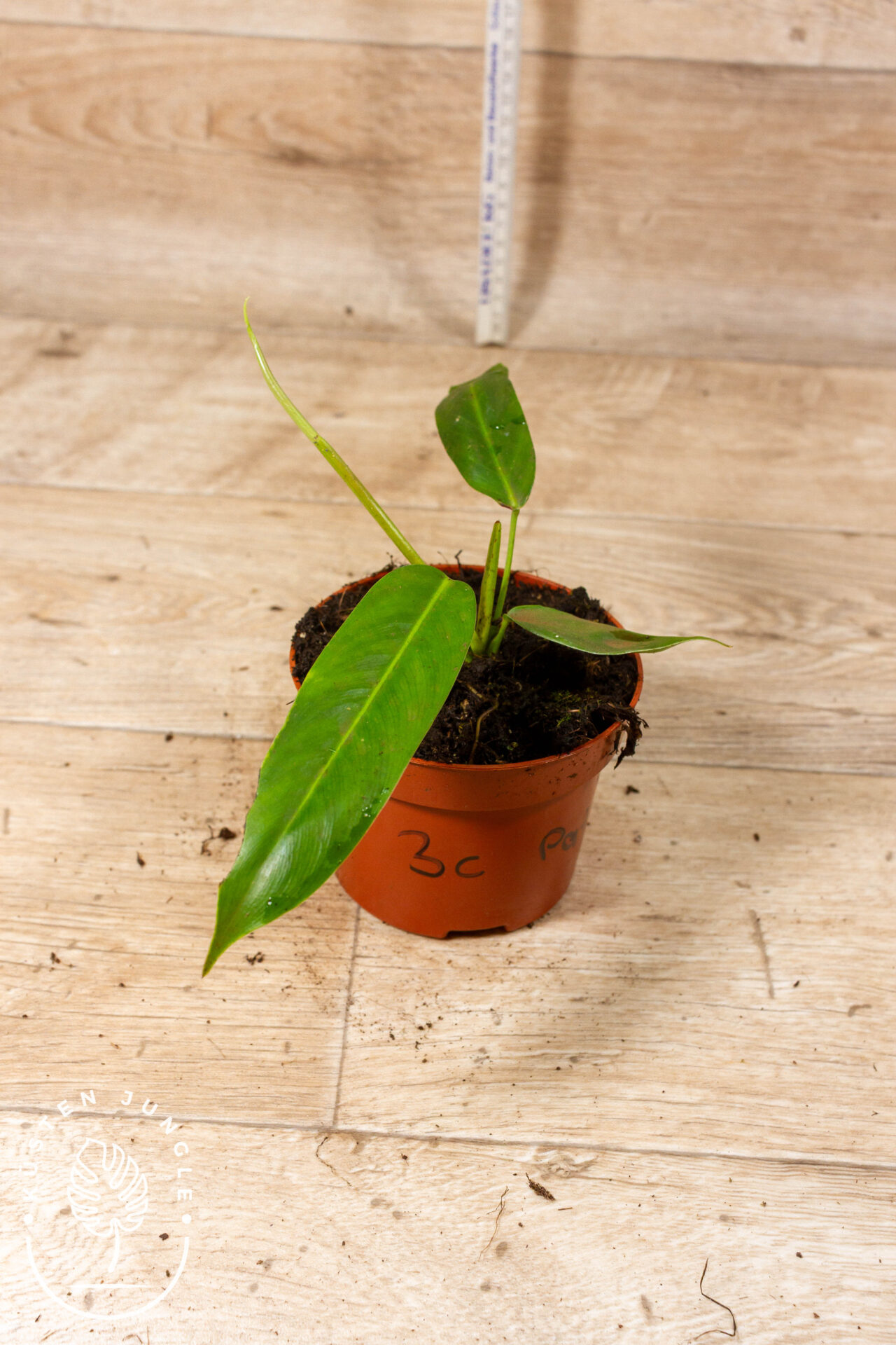 Philodendron patriciae 003C WYSIWYG – Bild 2