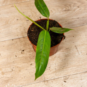 Philodendron patriciae 003C WYSIWYG