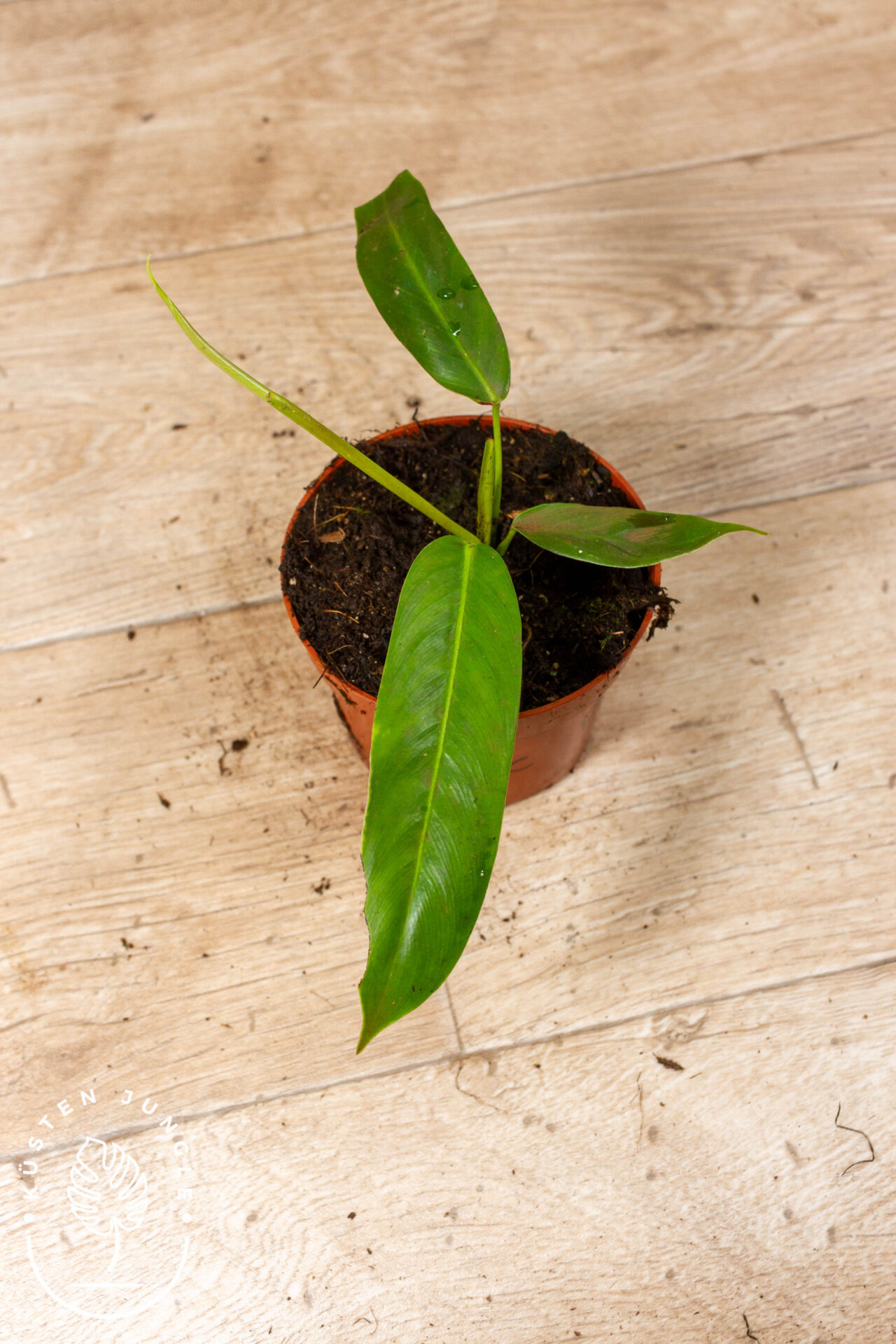 Philodendron patriciae 003C WYSIWYG