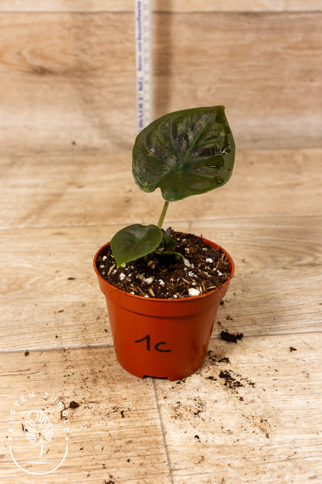 Alocasia black magic 001C WYSIWYG – Bild 2