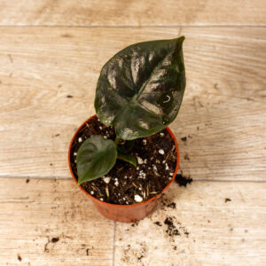 Alocasia black magic 001C WYSIWYG