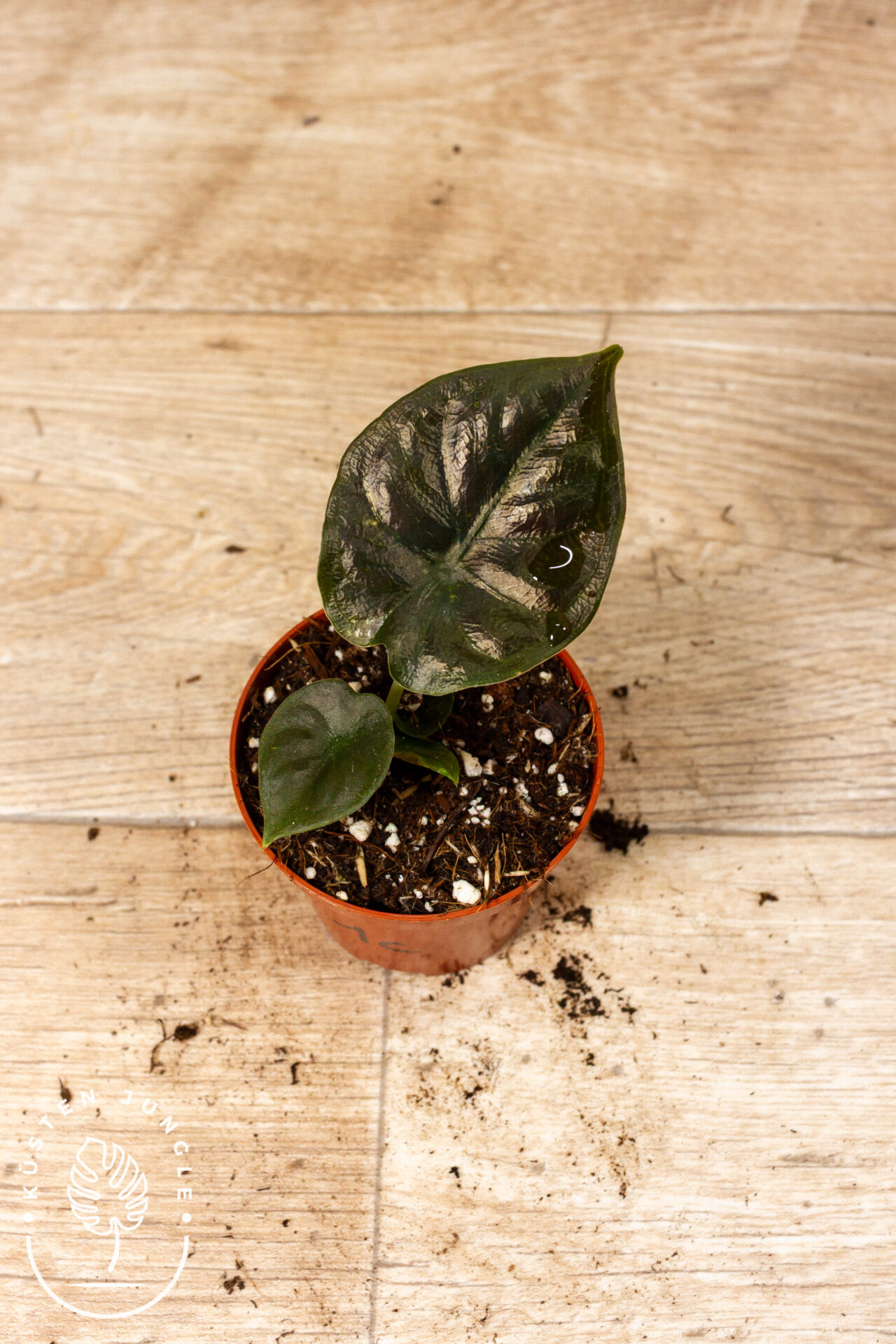 Alocasia black magic 001C WYSIWYG