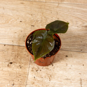 Alocasia black magic 002C WYSIWYG