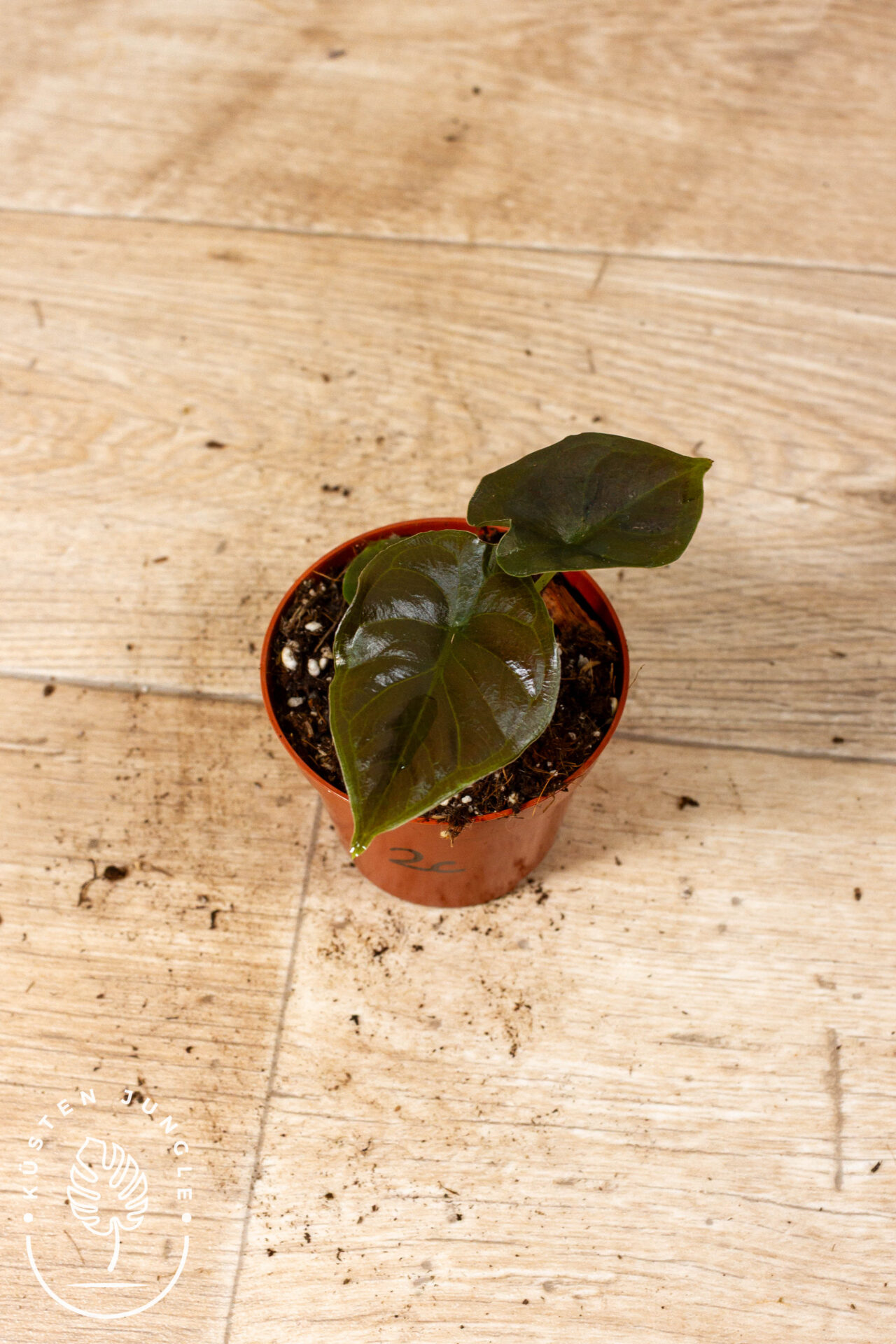 Alocasia black magic 002C WYSIWYG