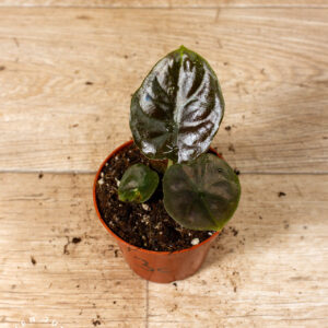 Alocasia black magic 003C WYSIWYG