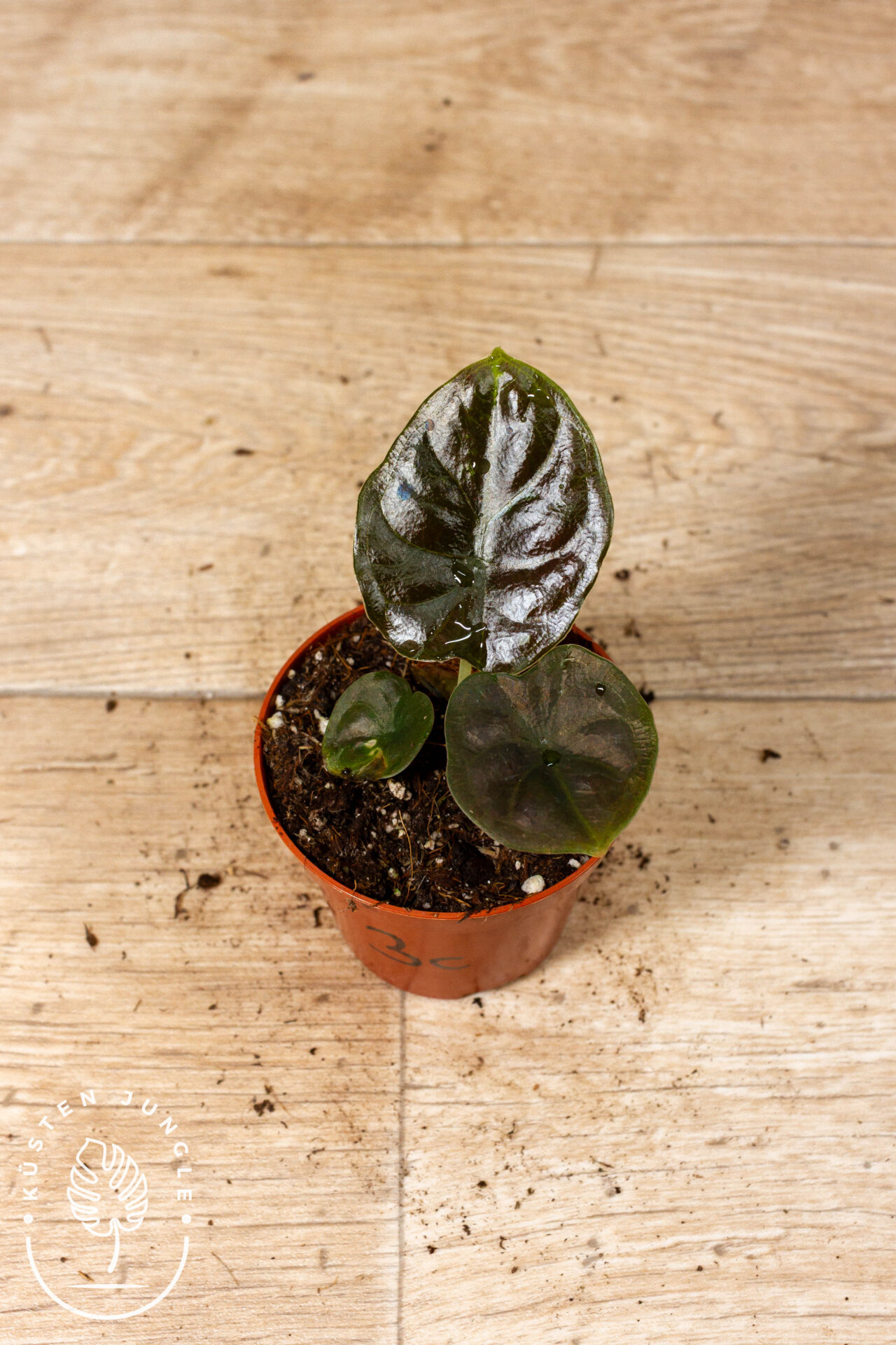 Alocasia black magic 003C WYSIWYG