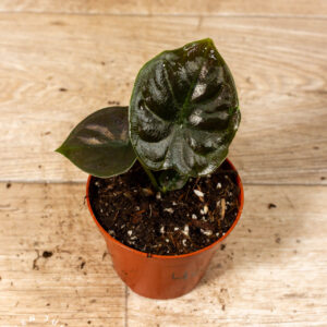 Alocasia black magic 004C WYSIWYG