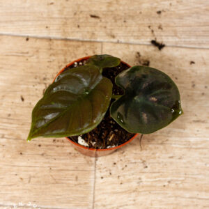 Alocasia black magic 005C WYSIWYG