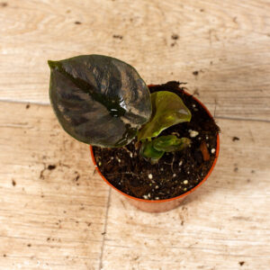 Alocasia black magic 006C WYSIWYG