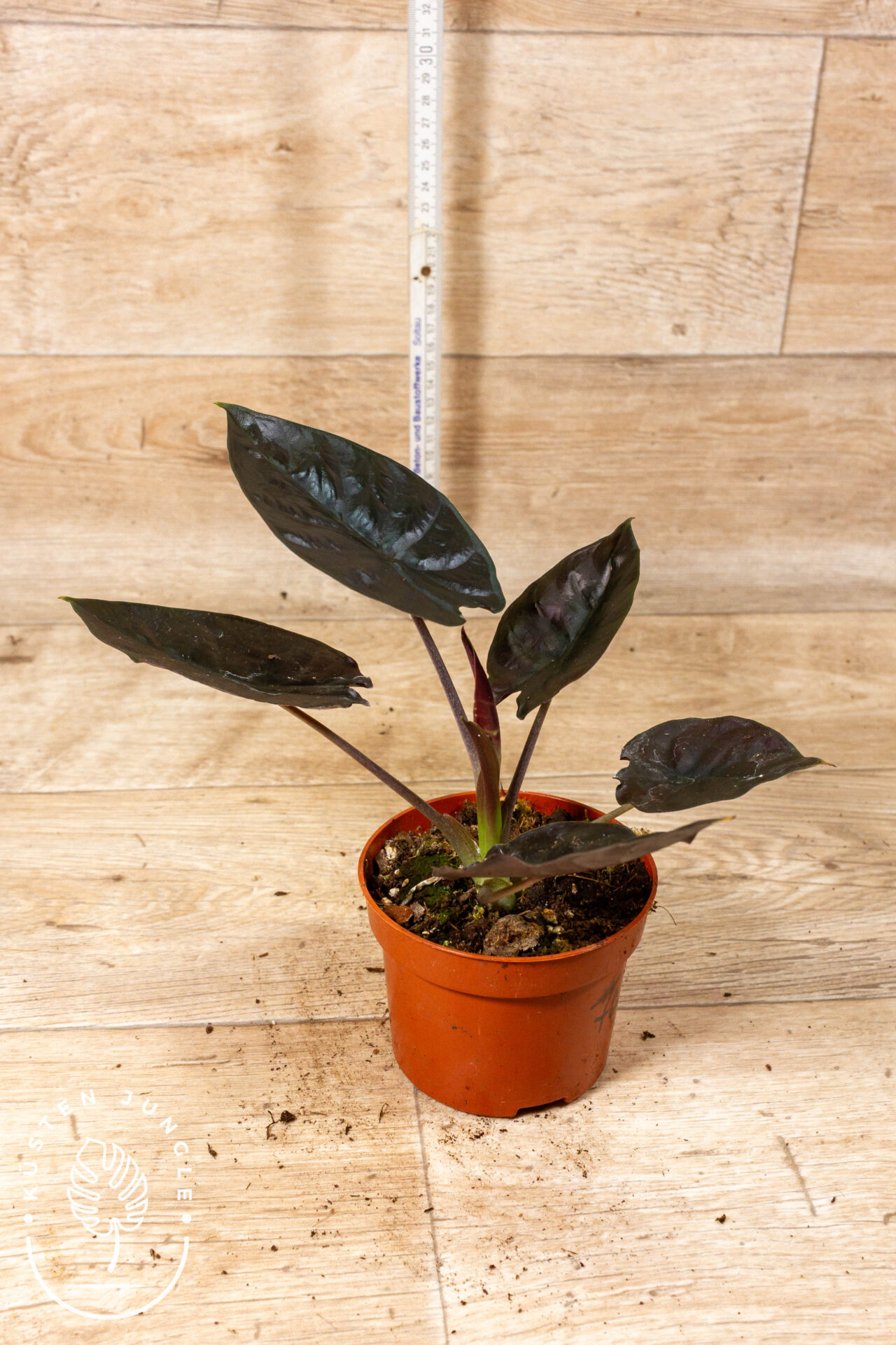 Alocasia black magic 007C WYSIWYG – Bild 2