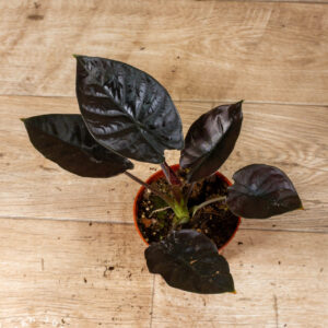 Alocasia black magic 007C WYSIWYG