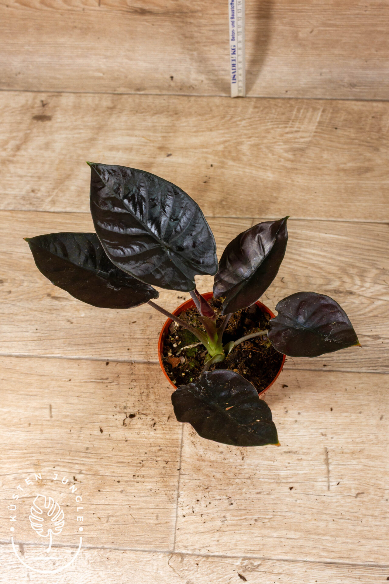 Alocasia black magic 007C WYSIWYG