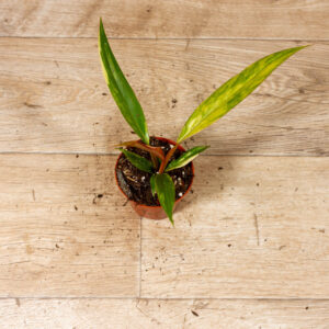Philodendron caramel marble 001C WYSIWYG