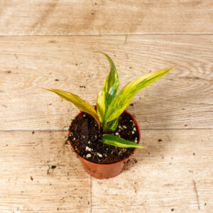 Philodendron caramel marble 002C WYSIWYG