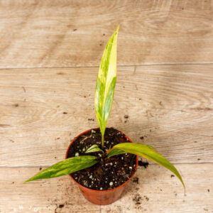 Philodendron caramel marble 003C WYSIWYG