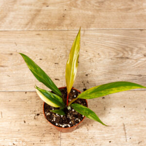 Philodendron caramel marble 004C WYSIWYG