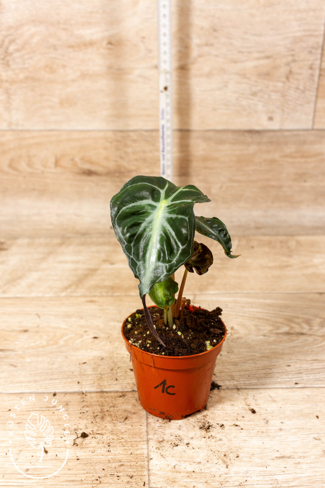 Alocasia venom 001C WYSIWYG – Bild 2