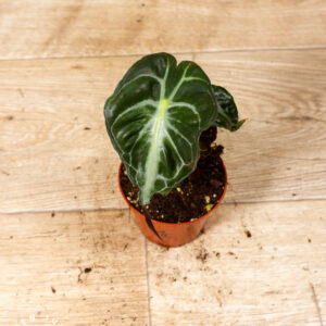 Alocasia venom 001C WYSIWYG