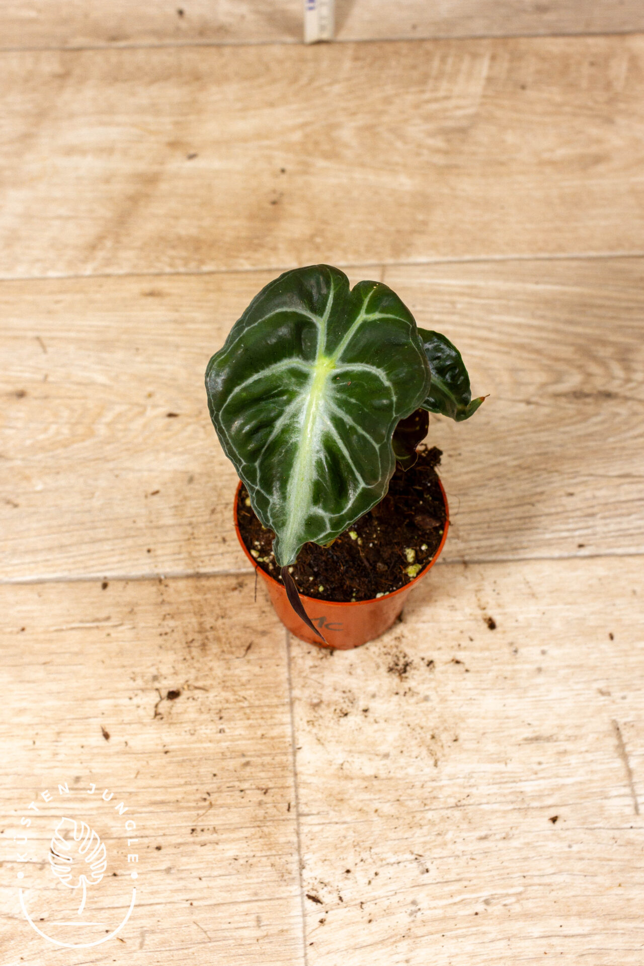 Alocasia venom 001C WYSIWYG