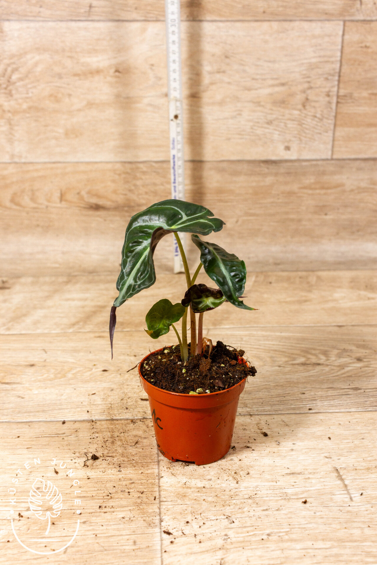 Alocasia venom 002C WYSIWYG - Image 2