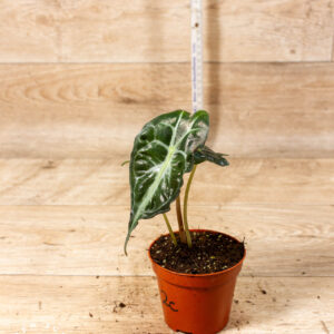 Alocasia venom 002C WYSIWYG