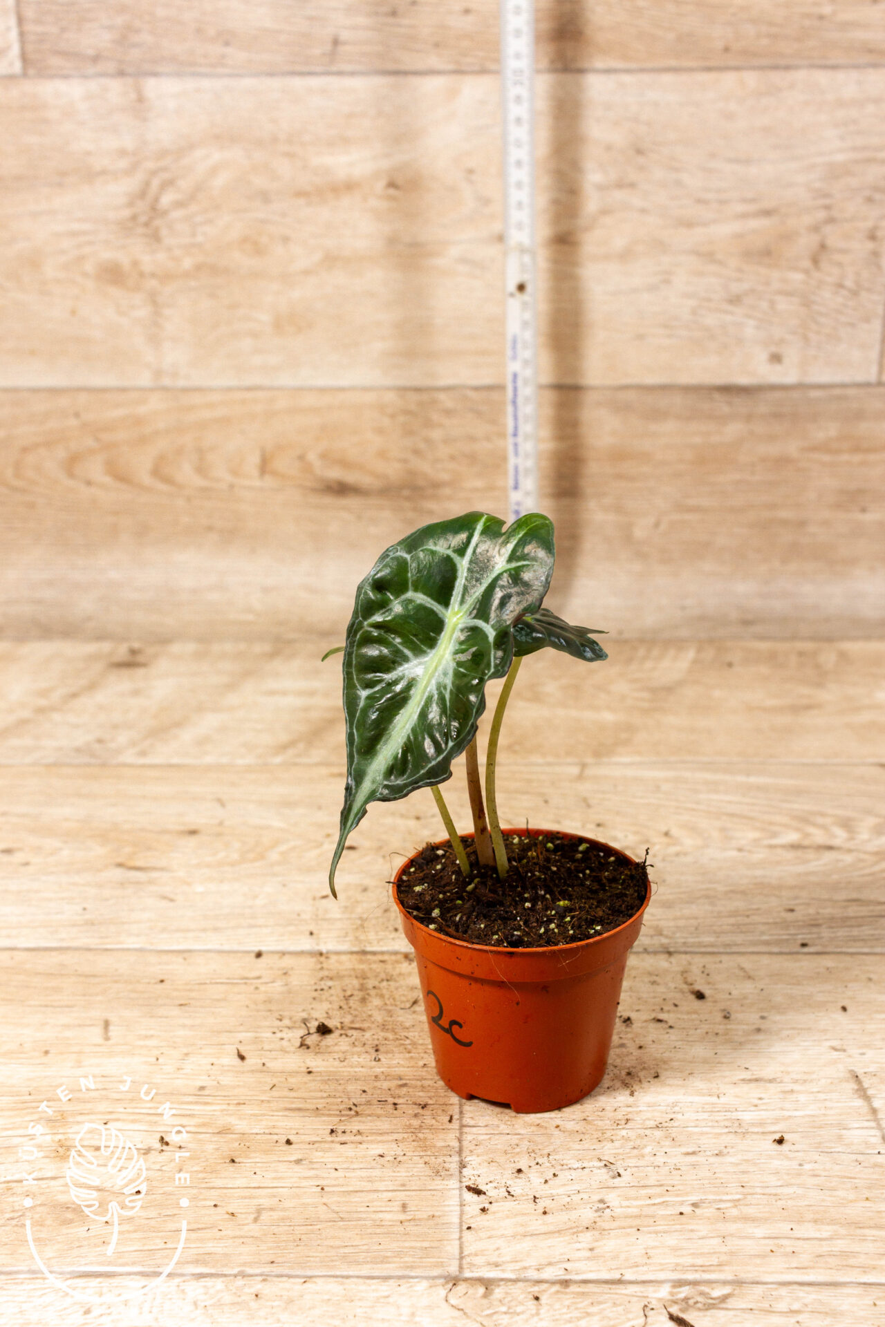 Alocasia venom 002C WYSIWYG