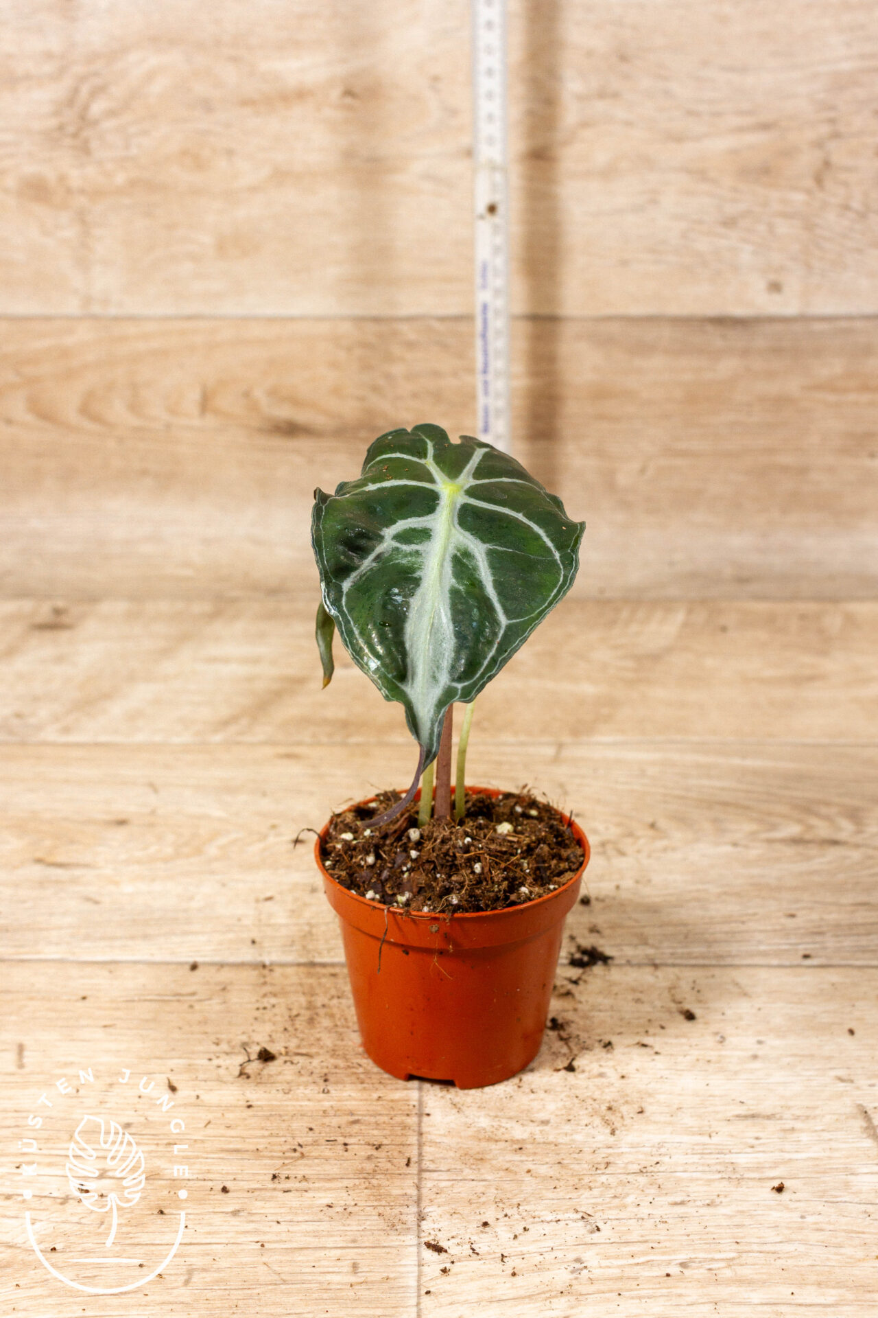 Alocasia venom 003C WYSIWYG - Image 2