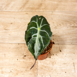 Alocasia venom 003C WYSIWYG