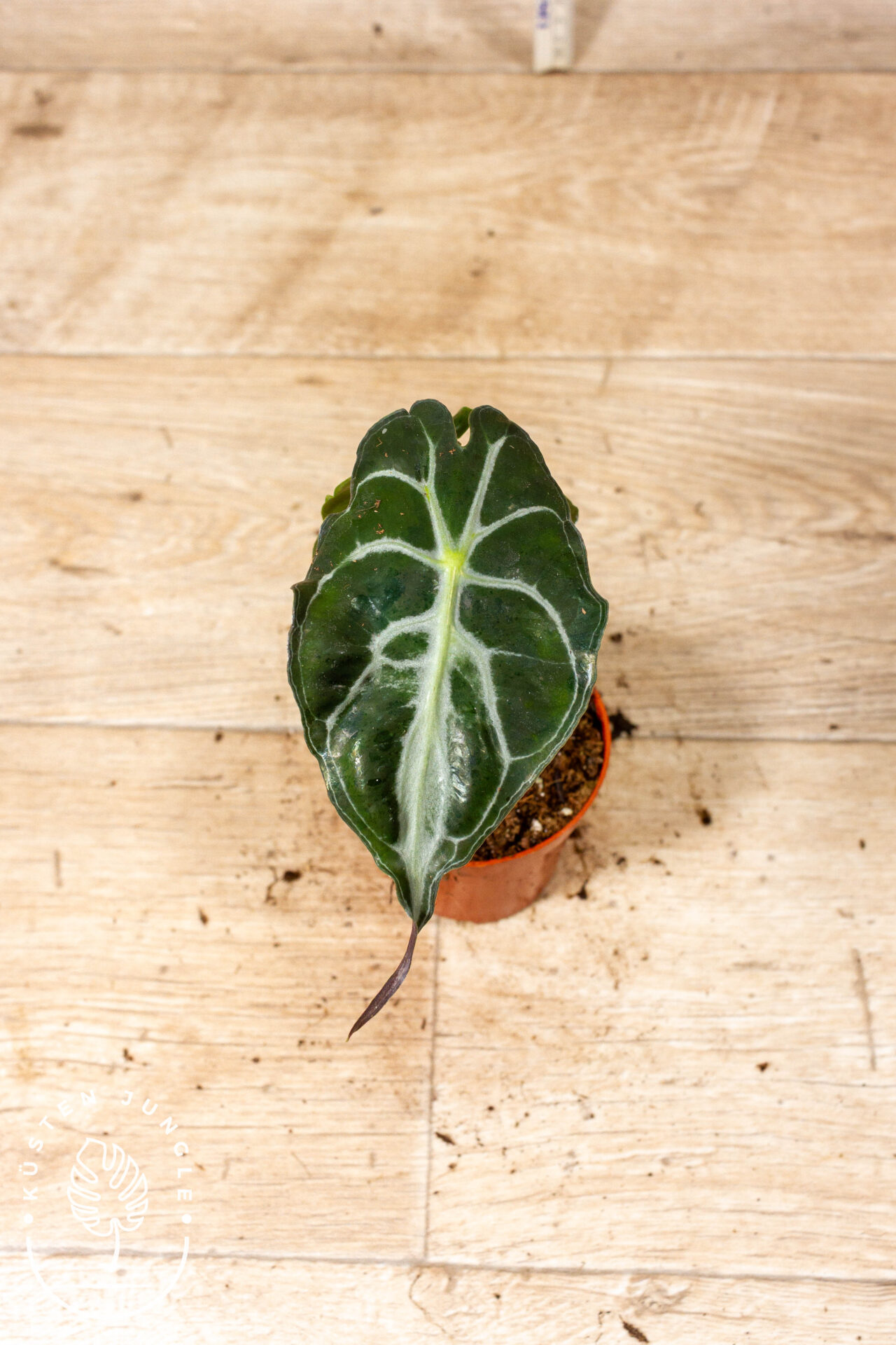 Alocasia venom 003C WYSIWYG