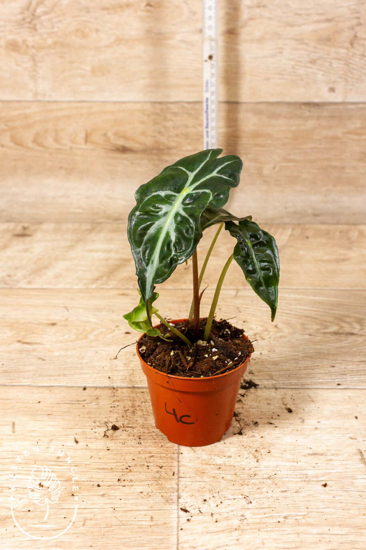 Alocasia venom 004C WYSIWYG - Image 2