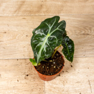 Alocasia venom 004C WYSIWYG