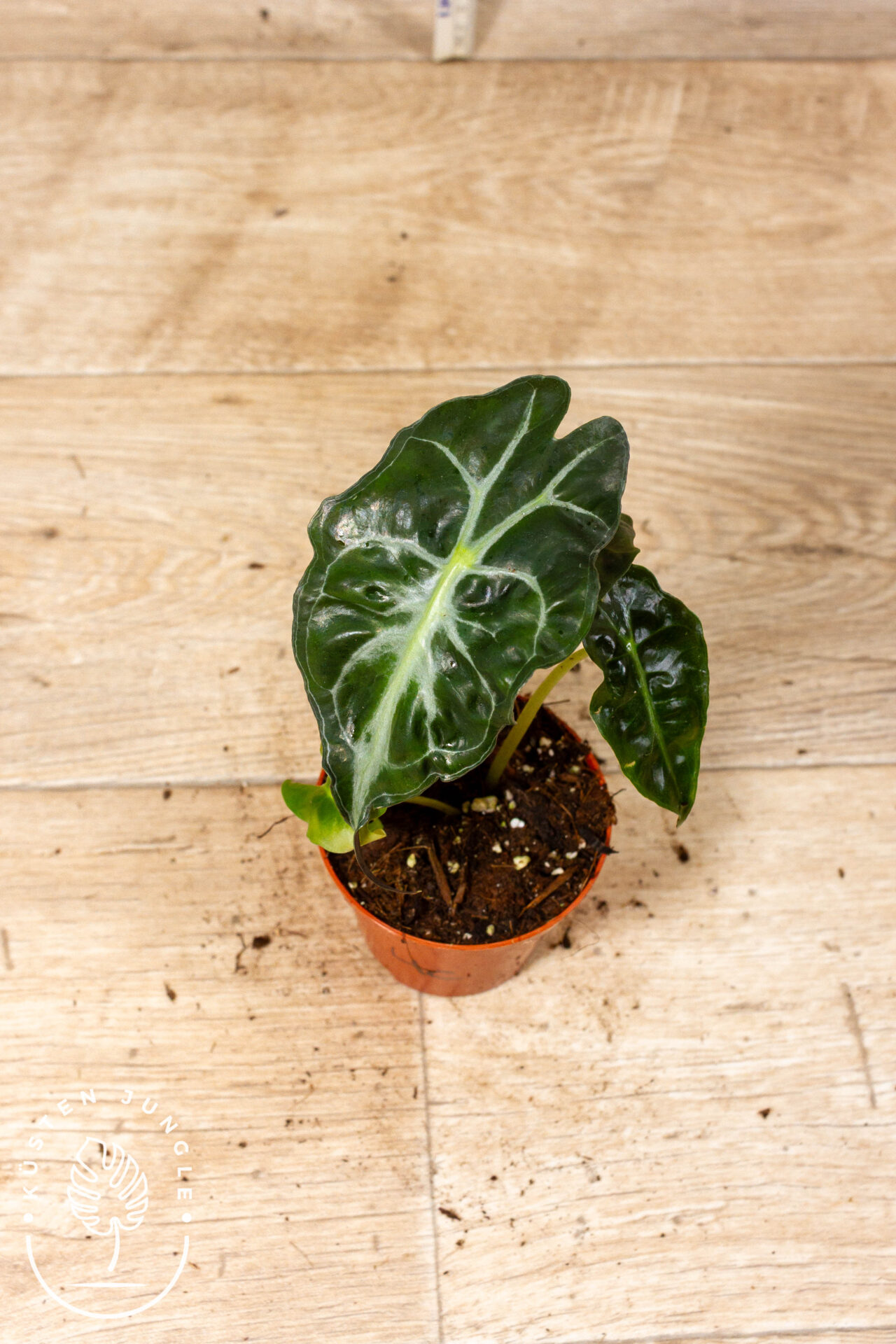 Alocasia venom 004C WYSIWYG