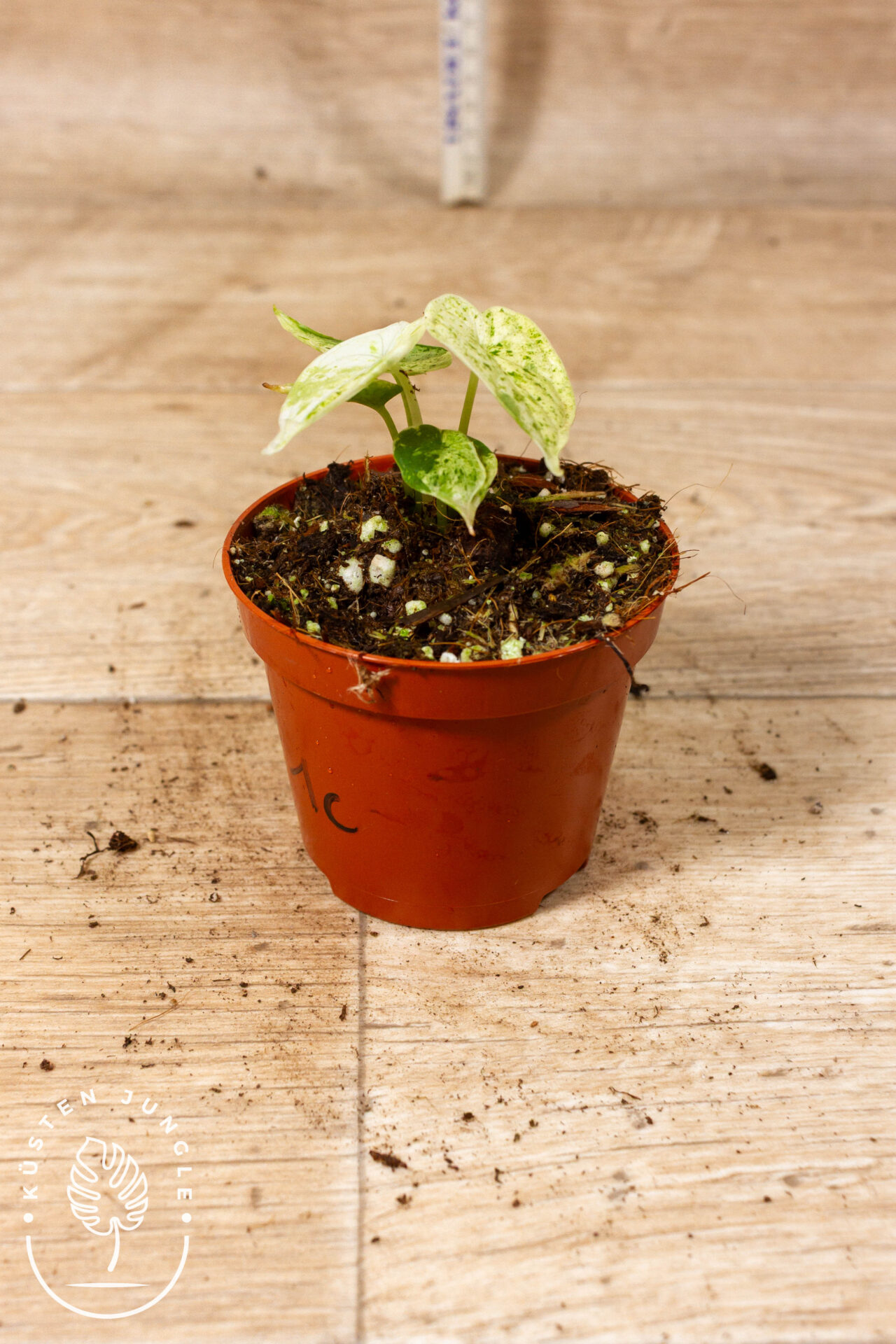 Alocasia Dragon Scale Mint 001C WYSIWYG - Image 2