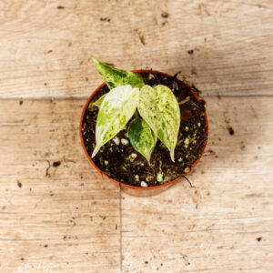 Alocasia Dragon Scale Mint 001C WYSIWYG