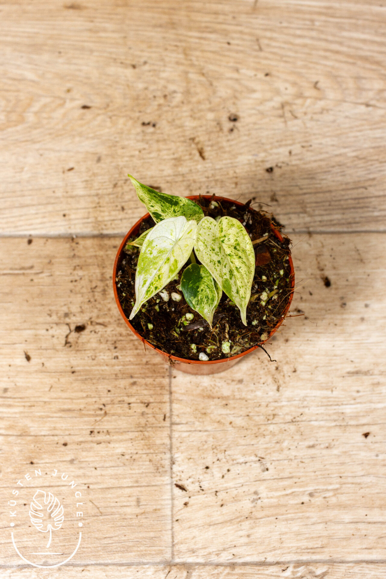Alocasia Dragon Scale Mint 001C WYSIWYG