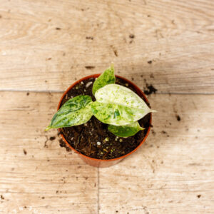 Alocasia Dragon Scale Mint 002C WYSIWYG