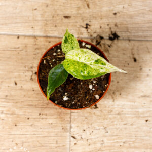 Alocasia Dragon Scale Mint 003C WYSIWYG