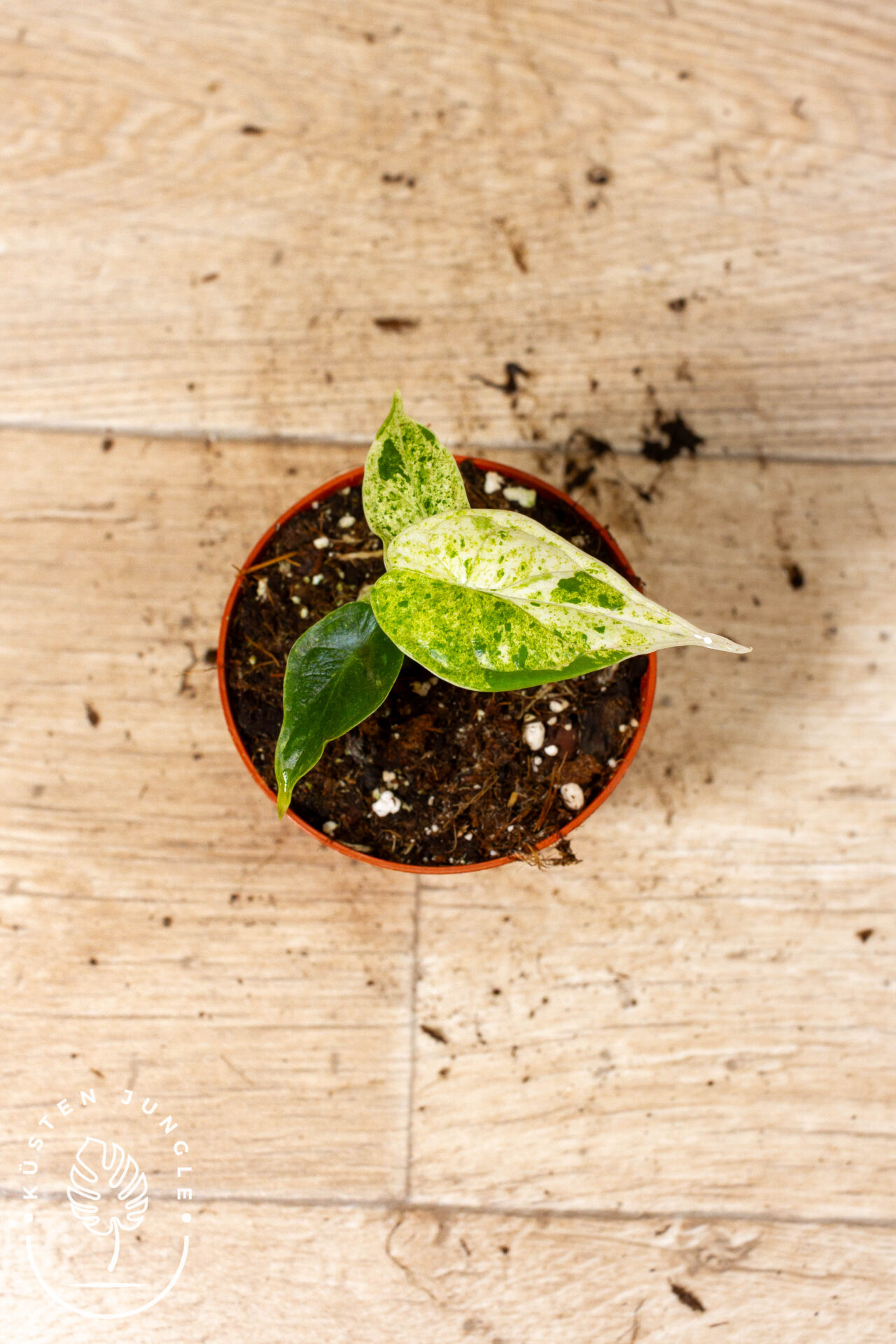 Alocasia Dragon Scale Mint 003C WYSIWYG