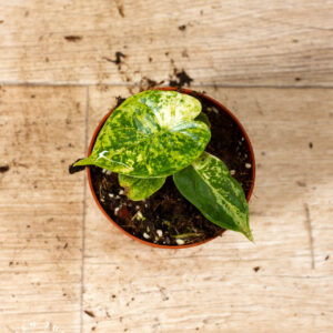 Alocasia Dragon Scale Mint 004C WYSIWYG