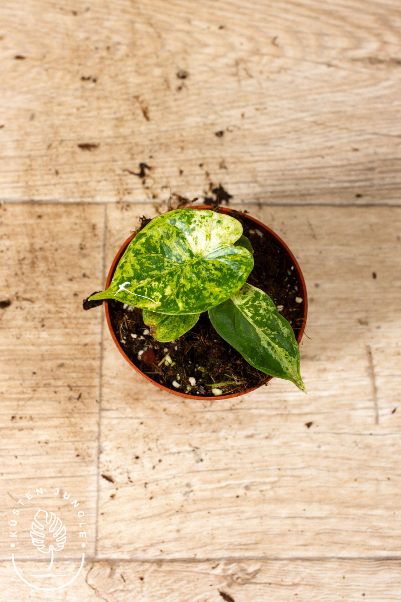 Alocasia Dragon Scale Mint 004C WYSIWYG