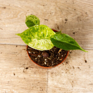 Alocasia Dragon Scale Mint 005C WYSIWYG