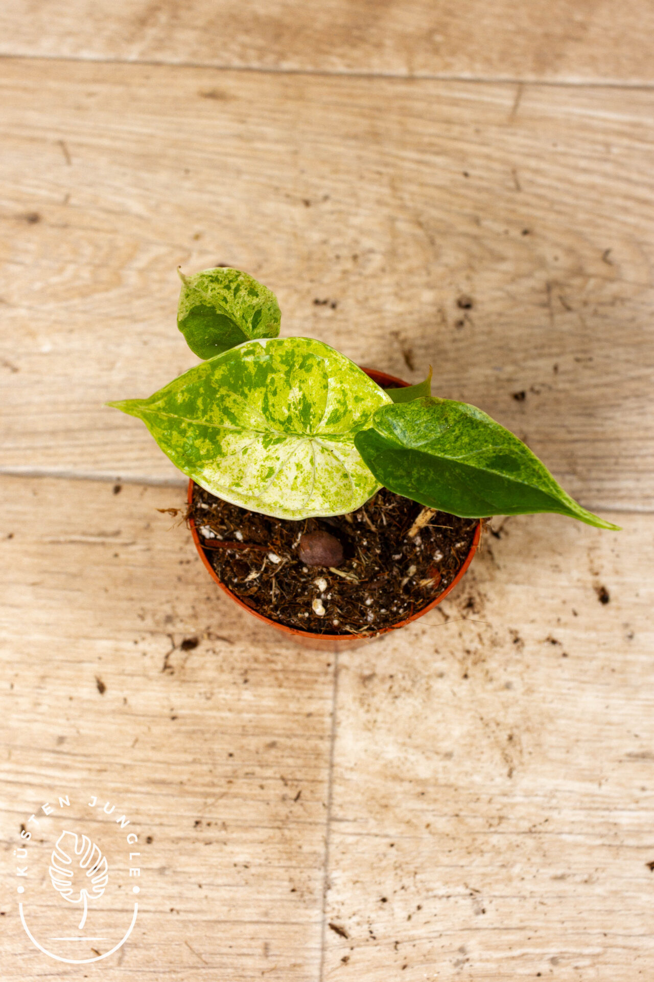 Alocasia Dragon Scale Mint 005C WYSIWYG