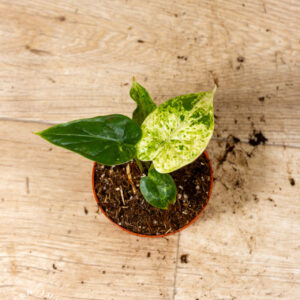 Alocasia Dragon Scale Mint 006C WYSIWYG