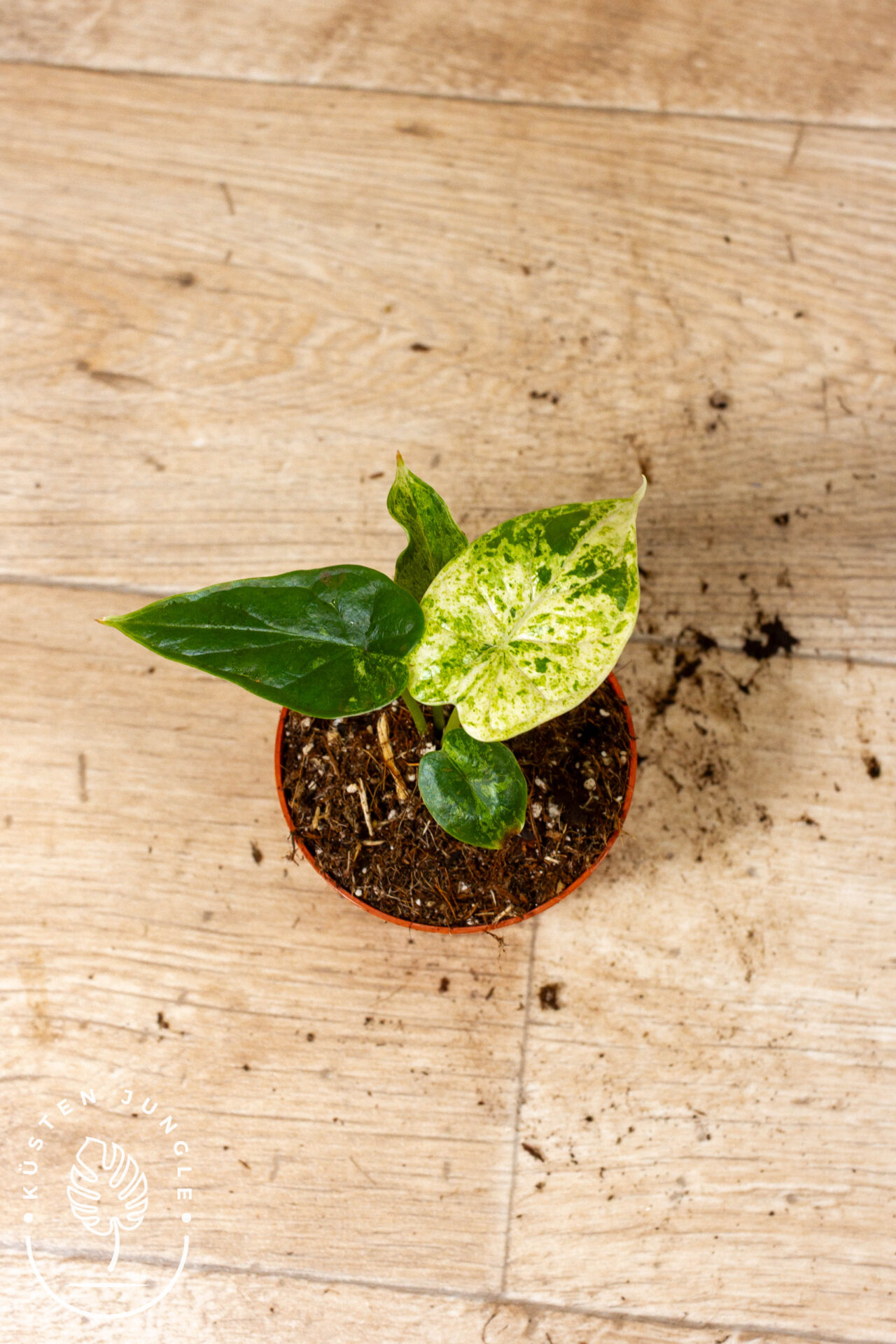 Alocasia Dragon Scale Mint 006C WYSIWYG