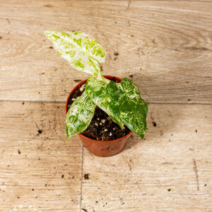 Alocasia Odora Batik 001C WYSIWYG