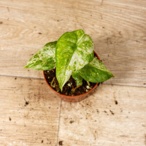 Alocasia Odora Batik 002C WYSIWYG